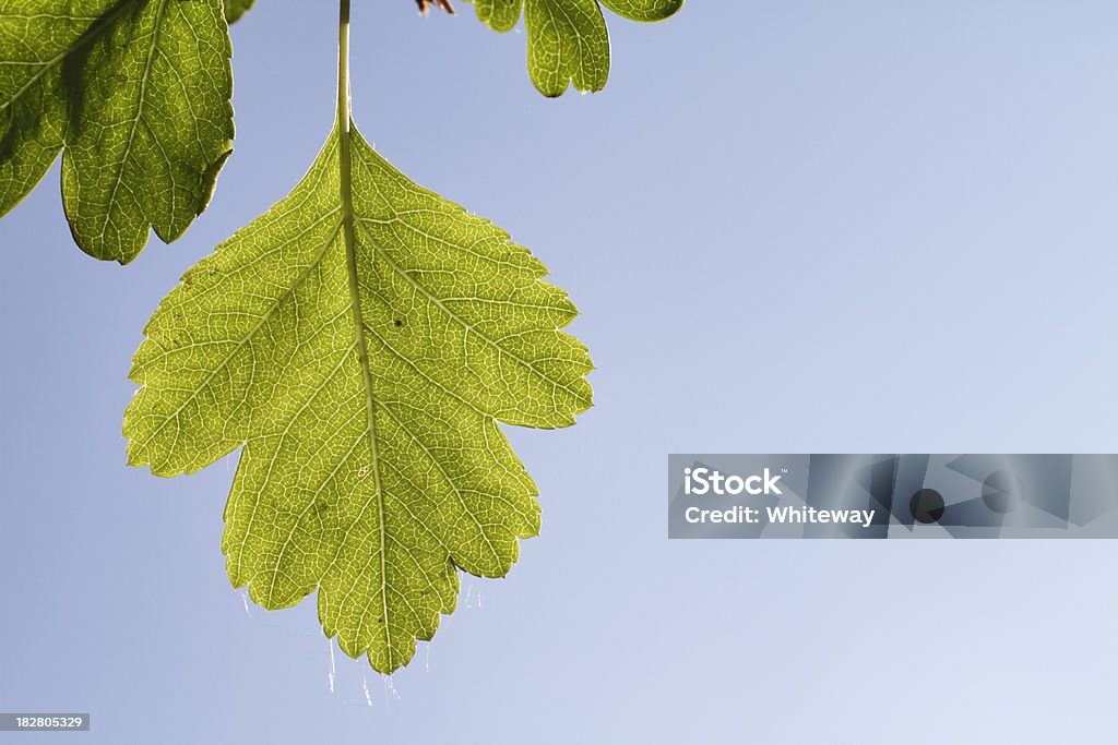 Frühling grünen hawthorn Blatt im blauen Himmel - Lizenzfrei Bildschärfe Stock-Foto