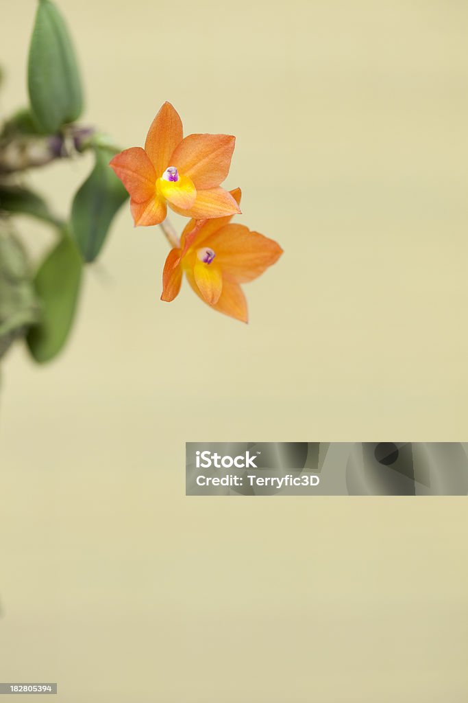 Foto de Sophronitis Cernua Var Aurea Orquídea e mais fotos de stock de Bege  - Bege, Espaço para Texto, Flor - iStock