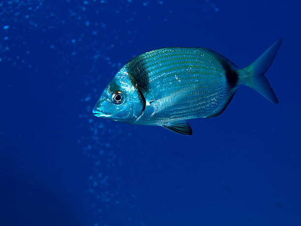 istock two banded sea bream - diplodus vulgaris 182805689