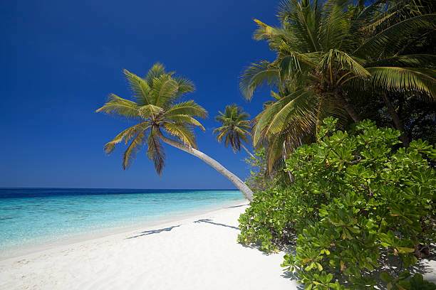 istock scaevola shrub and palmtrees on sandy beach 182805776