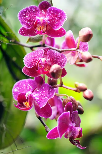 Red orchid with water droplets on petals
