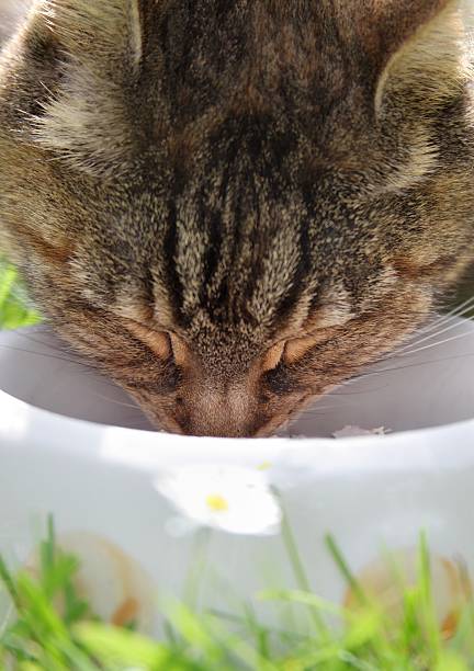 istock domestic cat in grass at meal 182805879