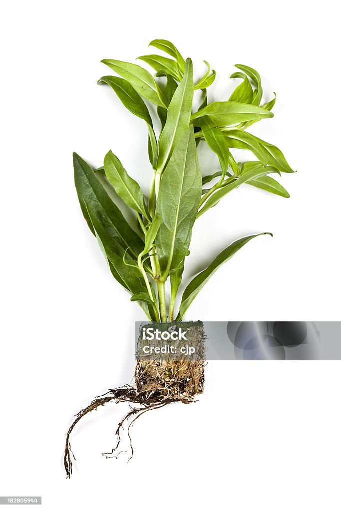 Penstemon Flower Plant on White Background Penstemon flower plant with exposed rootball on white background. Cut Out Stock Photo