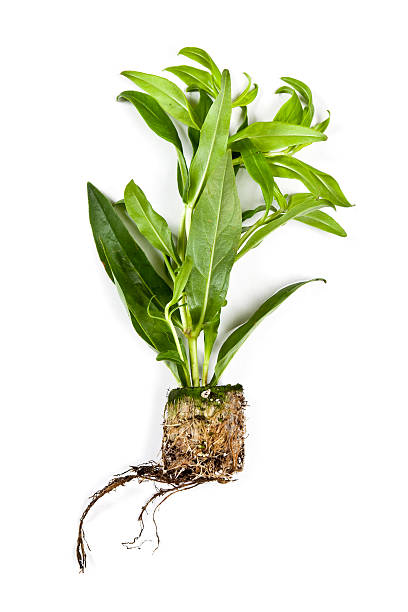 Penstemon Flower Plant on White Background stock photo
