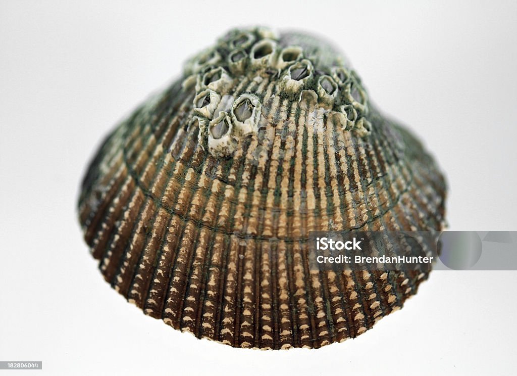 Barncle Without Shell Barnacles On Shell Stock Photo - Download Image Now - Barnacle, Cut Out ...