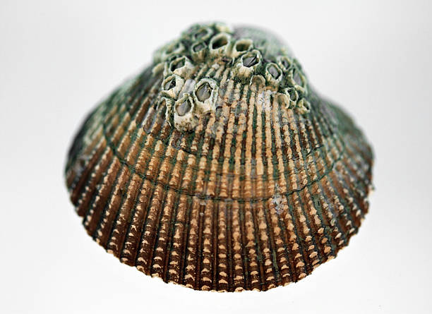 Barnnacle Shell 210+ Sharp Barnacles Stock Photos, Pictures & Royalty-Free Images - iStock