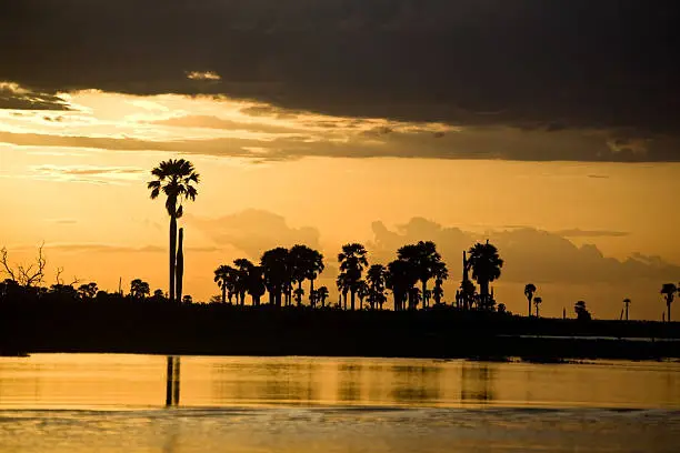 "Silhouette of palmtrees in evening light reflection in lagoon of the Selous Game reserve Tanzania. Typical african landscape with reflections, dramatic sky and clouds over water..Safari destination, Lake Manze, Copy Space."