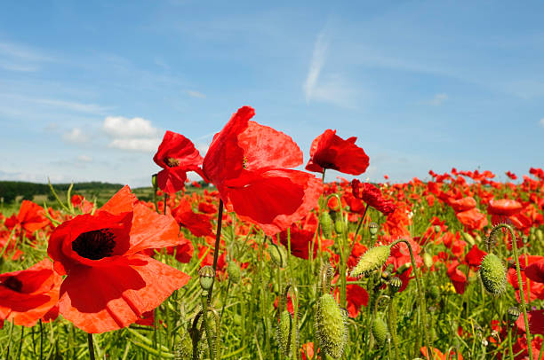 istock Idyllic summer meadow landscape with red poppies and blue sky 182806540