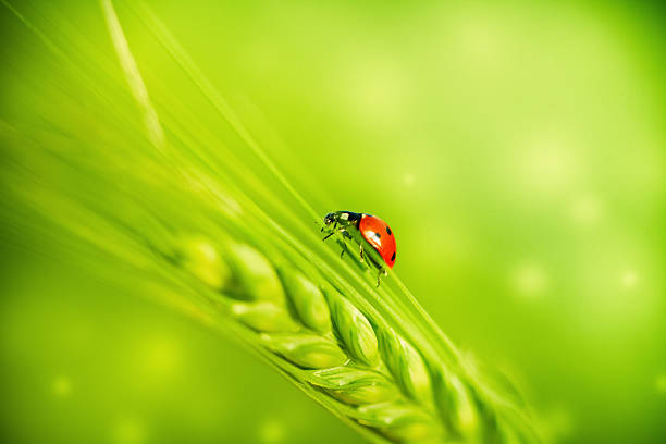 テントウムシ、ウィイートコーン - ladybug wheat nature insect ストックフォトと画像