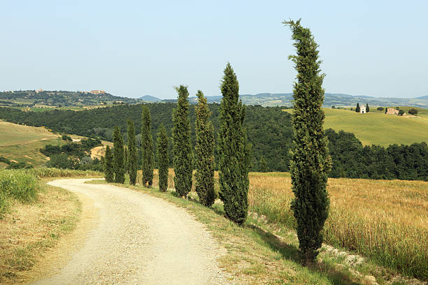 cypress forrado estrada em terra batida em val d'orcia, toscana - val tuscany cypress tree italy imagens e fotografias de stock