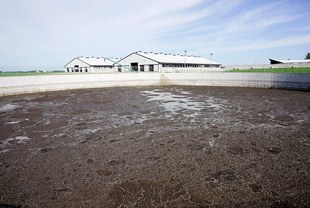 los restos de animales de la laguna en un moderno dairy farm - lagoon fotografías e imágenes de stock