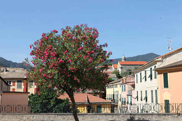 , laurier rose de laurier-rose tree in levanto, ligurie, en italie - church window rose window old photos et images de collection