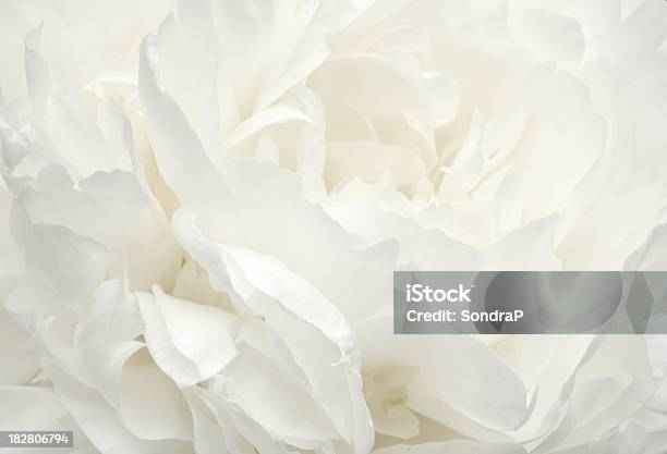 Peonia Rosa Pallido - Fotografie stock e altre immagini di Fiore - Fiore, Bianco, Sfondi