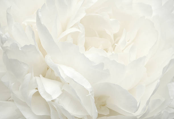 Pale Peony "Desaturated peony bloom, full frame.For more flowers (click" single flower photos stock pictures, royalty-free photos & images