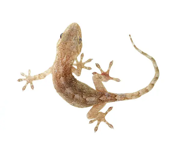 Common house gecko on white background