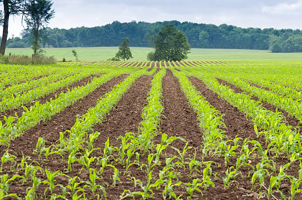 Young Crops On The Farm Young plants in a row on the farm. kitchener ontario photos stock pictures, royalty-free photos & images