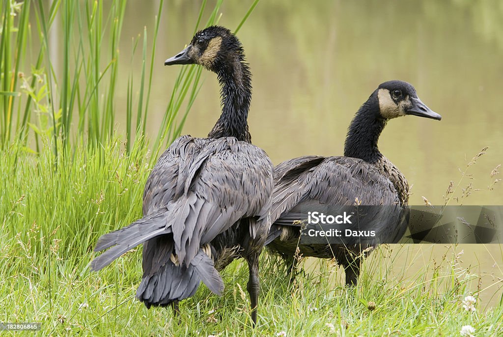 Oleosa gansos - Foto de stock de Animal royalty-free