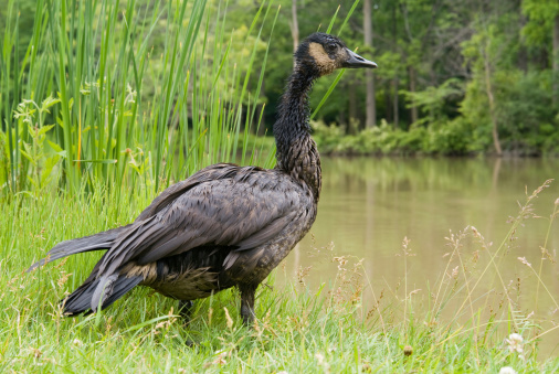 Oil Covered Goose standing onthe edge of a pond.