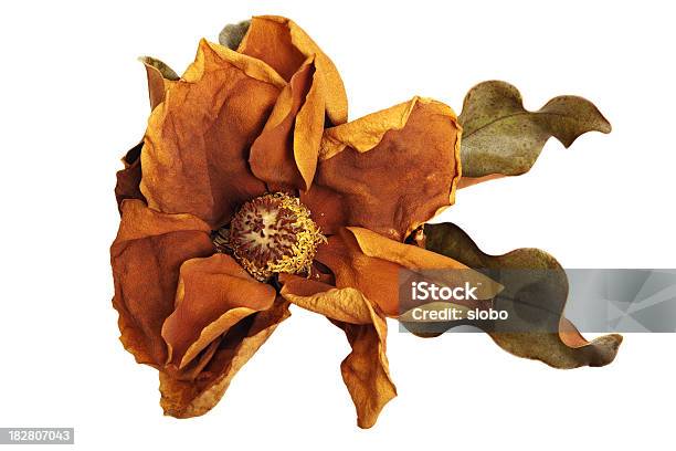 Foto de Magnolia Morto e mais fotos de stock de Planta seca - Planta seca, Aviso de frágil, Botão - Estágio de flora