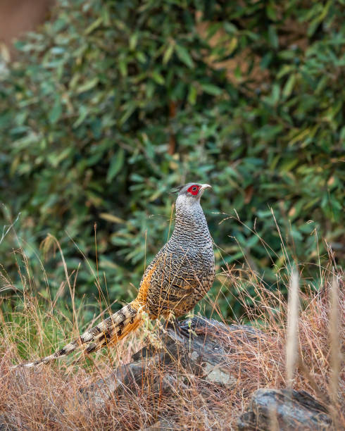 istock cheer pheasant or Catreus wallichii or Wallichs pheasant portrait during winter migration perched on big rock in natural scenic green background in foothills of himalaya forest uttarakhand india asia 1828071042