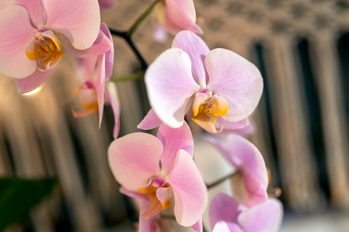 Close up of wonderful violet orchid