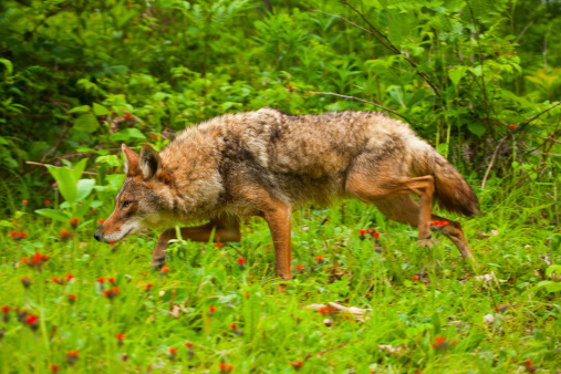 Prowling adult coyote in lush springtime setting. See more of my wildlife images below.