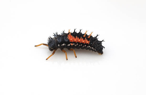 istock Ladybird larva, isolated on white 182807464