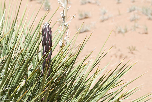 Agave stock photo