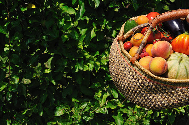 istock Basket of summer fruit in garden 182807517
