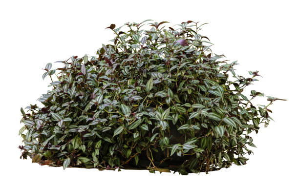 istock Tropical plant flower bush shrub tree isolated on white background with clipping path 1828075208