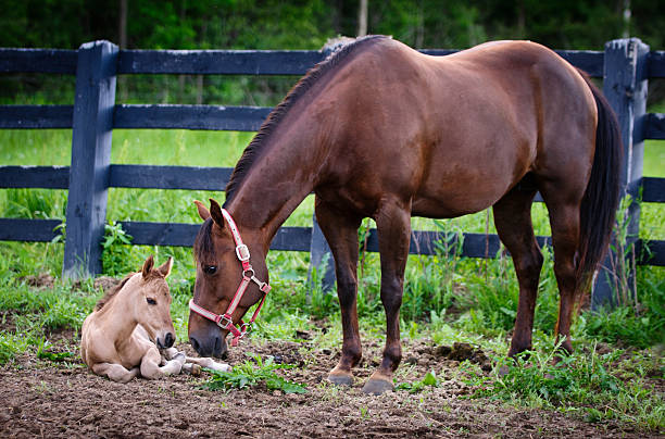 Bay mare looks to her buckskin foal.See more Animal Friends: