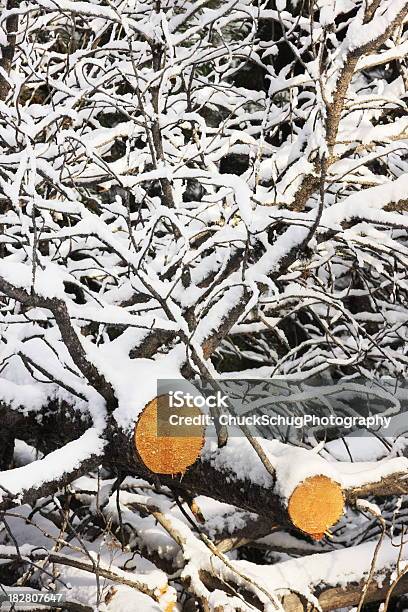 Tree Trunk Branch Winter Schnee Stockfoto und mehr Bilder von Abgeschiedenheit - Abgeschiedenheit, Abgestorbene Pflanze, Ast - Pflanzenbestandteil