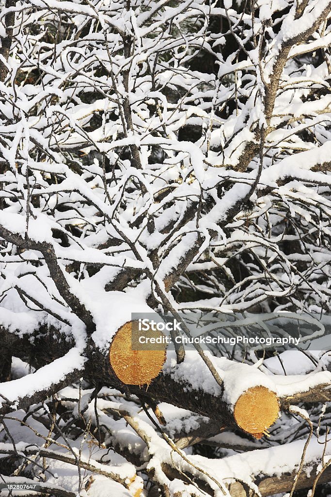 Filial de tronco de árvore de inverno neve - Foto de stock de Amontoamento royalty-free