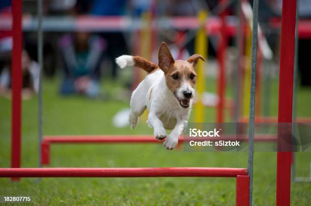 Jack Russel Terrier Stockfoto und mehr Bilder von Agility - Agility, Hund, Aufführung