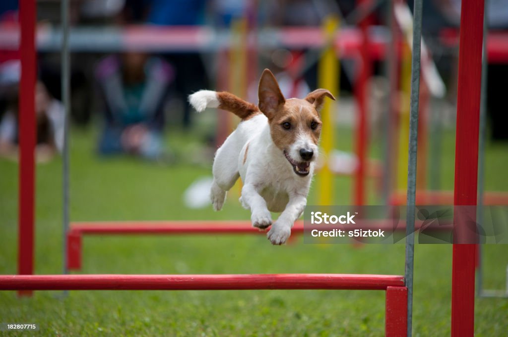 Terrier Jack Russel - Foto de stock de Agilidad canina libre de derechos