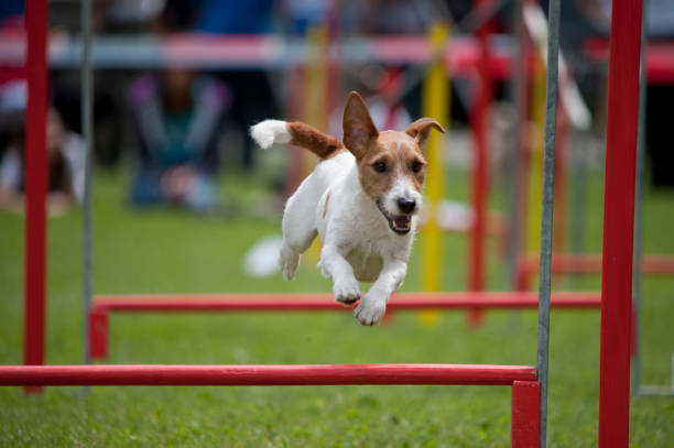 Jack Russel Terrier Jack Russel Terrier on agility course dog agility stock pictures, royalty-free photos & images