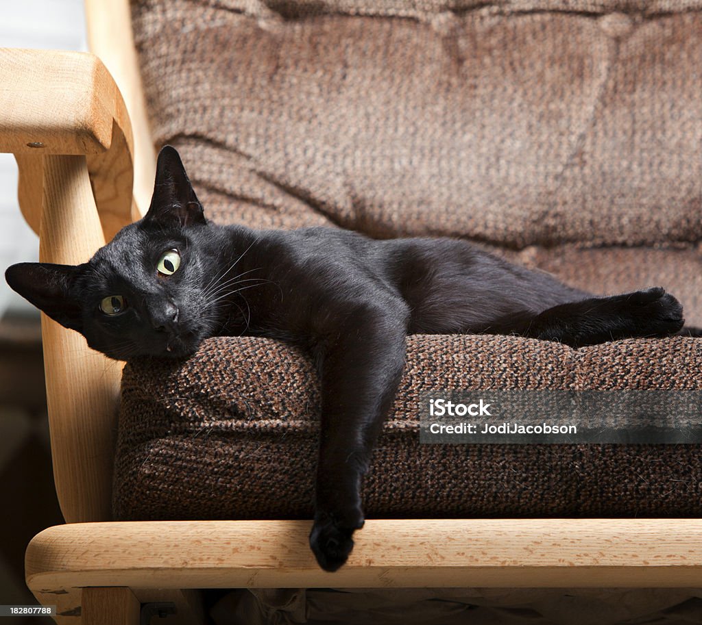 Um Gato preto encontra-se em um sofá lazily - Royalty-free Amor Foto de stock