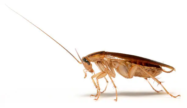 Cockroach from Poland