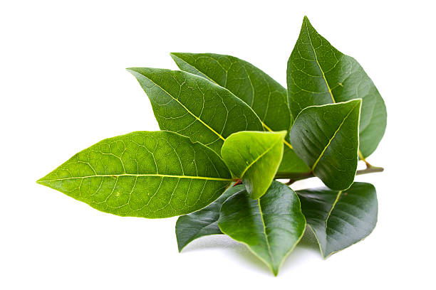 Fresh bay tree branch isolated on white background Bay tree (Laurel) branch bay leaf stock pictures, royalty-free photos & images