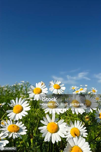 Foto de Camomile e mais fotos de stock de Amarelo - Amarelo, Azul, Beleza