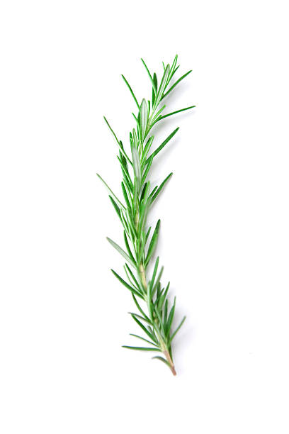 istock Sprig of Rosemary 182808175