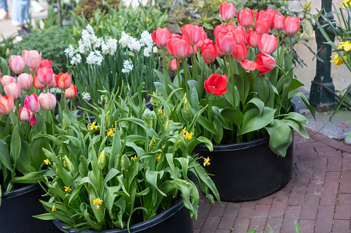 Flower pot with tulips during spring in a garden in the English city of York.