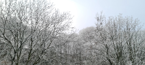 Winter background with snowcapped Christmas tree on remote glade.