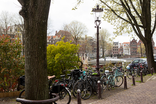 Bicycles and trees in Amsterdam