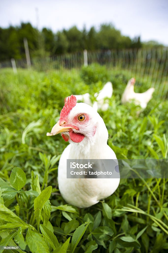 Weiße Hühnchen-adobe-rgb - Lizenzfrei Agrarbetrieb Stock-Foto