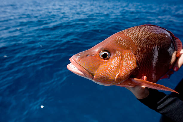 snapper rosso - fish catch of fish seafood red snapper foto e immagini stock