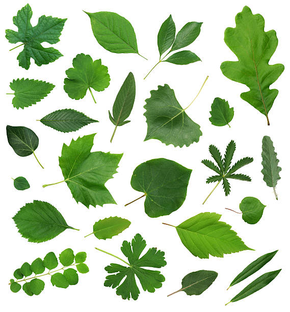 conjunto de hojas de hoja aislados - parte de planta fotografías e imágenes de stock