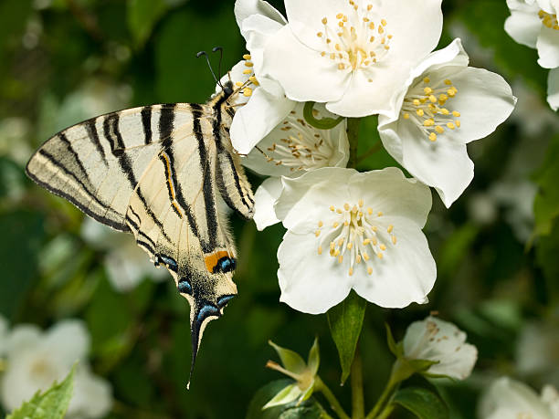 papilio rares (iphiclides podalirius) - scarce swallowtail photos et images de collection