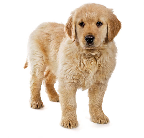 A Portrait of an eight week old happy Golden Retriever puppy in basket, as the sunshines on the wall behind her. \