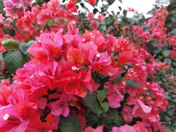 istock bougainvillea, paper flower, background nature image 1828092277